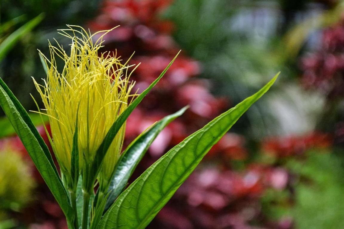 Mindo Green House ภายนอก รูปภาพ
