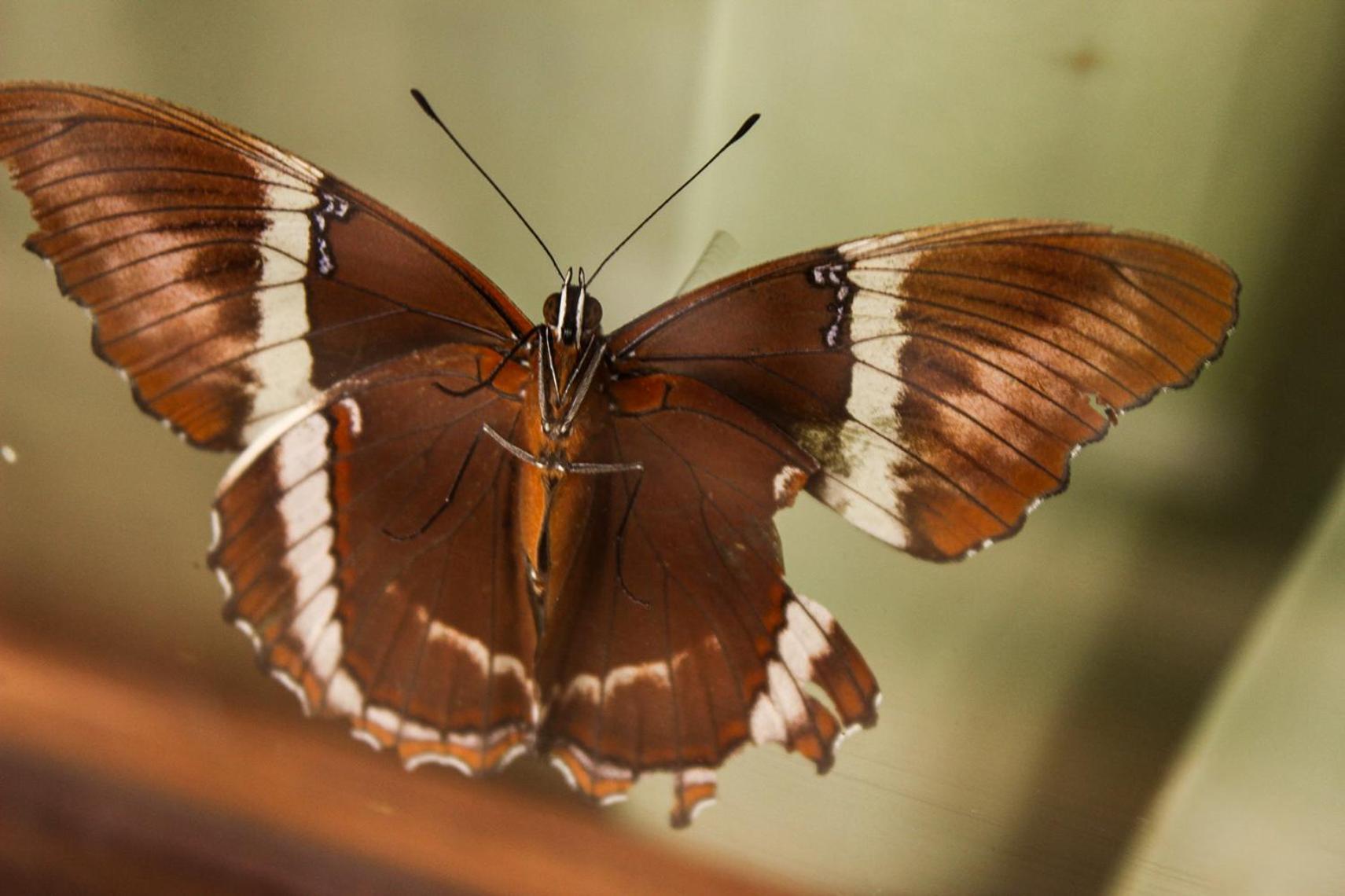 Mindo Green House ภายนอก รูปภาพ